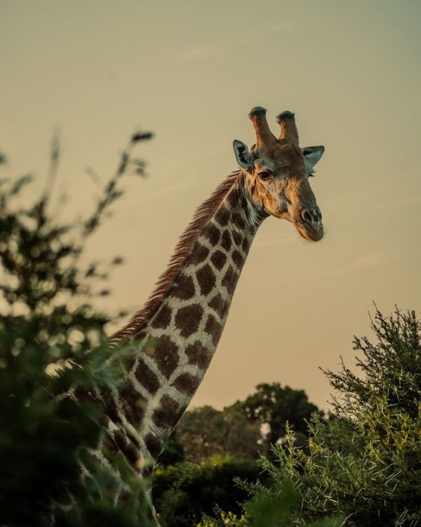 SAFARI.JOYAS DE SUDAFRICA Y MALDIVAS 2025 - Imagen 3