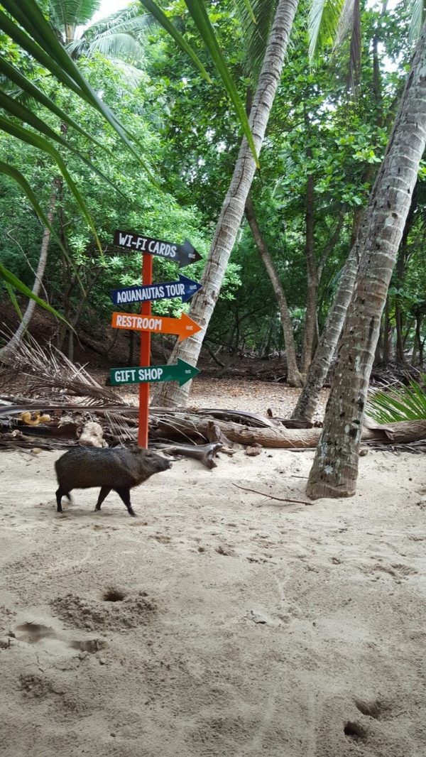 Circuito con estancia en playa . Isla Tortuguera - Imagen 3